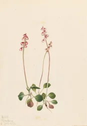 Pirola pequena (Pyrola minor)