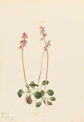 Pequena Pyrola Pyrola minor Pyrola minor, 1922.