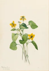 Violeta amarela lisa (Viola eriocarpa)