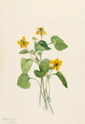Viola eriocarpa Violeta Amarelo Liso, 1919.