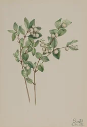 Bagaço de neve (Symphoricarpos albus)