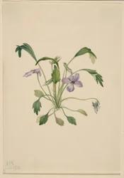 Violeta-do-sul (Viola digitata)