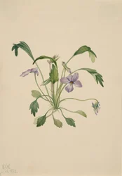 Violeta do pé de pássaro do sul Viola digitata, 1922.