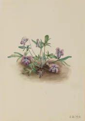 Violeta da Costa Sul (Viola septemloba)