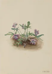 Litoral Sul Violeta Viola septemloba, 1919.
