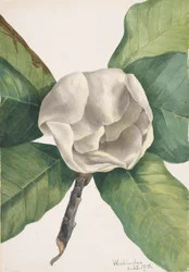Magnólia do Sul Magnólia grandiflora, 1918.