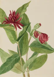 Espinheiro (Calycanthus occidentalis)