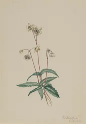Pipsissewa manchada (Chimaphila maculata)