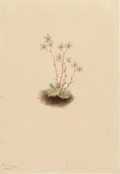Saxifragem manchada (Saxifraga bronchialis)