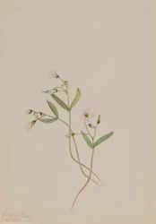 Beleza da primavera (Claytonia lanceolata)