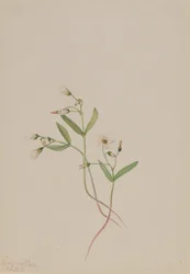 Spring Beauty Claytonia lanceolata, 1916.