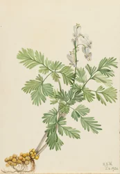 Milho de esquilo (Bikukulla canadensis)