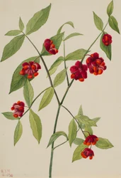 Arbusto de morango - "Corações cheios de amor" (Euonymus Americanus)