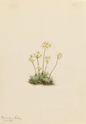 Androsace doce (Androsace carinata)