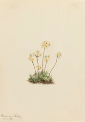 Doce Androsace Androsace carinata, 1916.