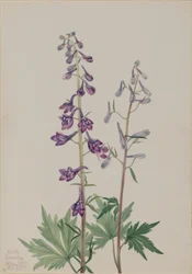 Larkspur alto (Delphinium elongatum)