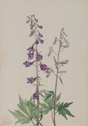 Alto Larkspur Delphinium elongatum, 1920.