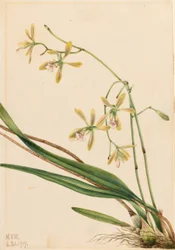 Epidendro de Tampa (Epidendrum tampense)