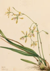 Epidendrum tampense Tampa, 1919