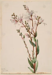 Flor de alcatrão (Befaria racemosa)