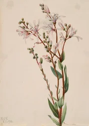 Tarflower Befaria racemosa, 1922.