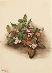 Arbutus (Epigaea repens)