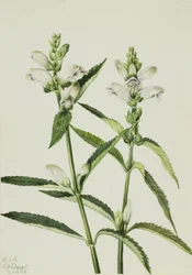 Cabeça de tartaruga Chelone glabra, 1926.