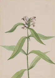Cabeça de tartaruga Chelone glabra, ca. 1917-1918.