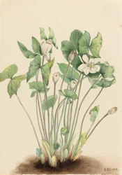 Folha dupla (Jeffersonia diphylla)