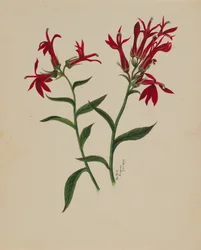Untitled--Flower Study, 1876.