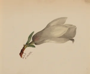 Sem título - Estudo de flores, 1876.