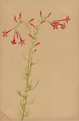 Untitled--Flower Study, 1883.