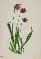 Untitled--Flower Study, 1940.