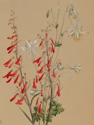 Untitled--Flower Study, ca. 1883-1900.