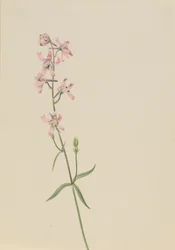 Estudo sem título... Flower Study, ca. 1900-1930.