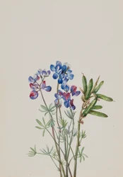 Sem título - Estudo de flores, ca. 1900-1930.