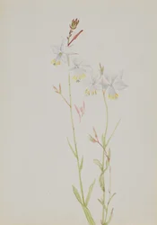Untitled--Flower Study, n.d.