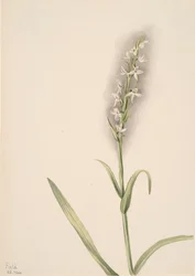 Sem título - Estudo de plantas, 1904.