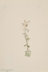 Sem título - Estudo de plantas, 1905.