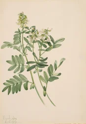 Sem título... Plant Study, 1919.