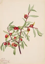 Sem título... Plant Study, 1921.