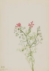Sem título... Estudo das plantas, 1922.