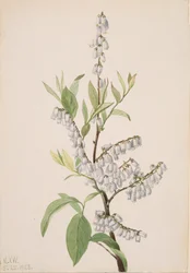 Sem título... Plant Study, 1923.