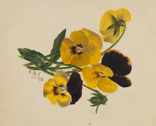 Sem título (Pansies)