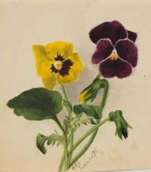 Sem título (Pansies)