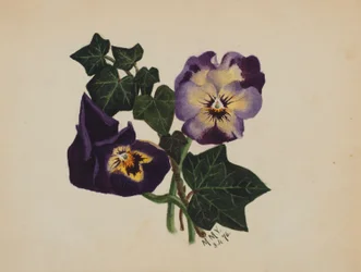Sem título (Pansies and Ivy)
