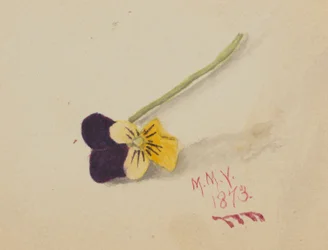 Sem título (Pansy)