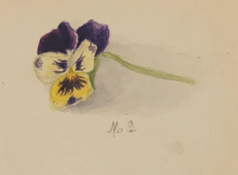 Sem título (Pansy)