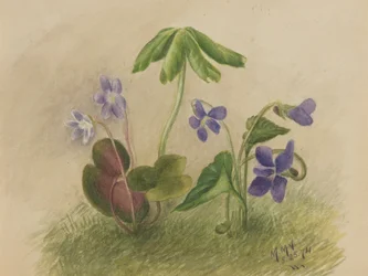 Sem título, 1874.