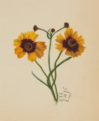 Sem título, 1875.